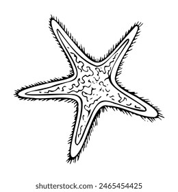 Starfish black and white graphic vector illustration. Oceanic tropical animal with five rays from exotic ocean reef for nautical marine designs. Detailed ink drawing