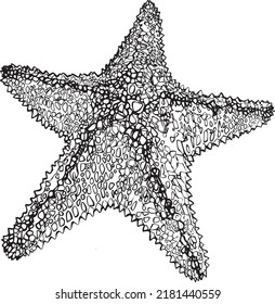 Starfish black and white hand-drawn vector drawing.