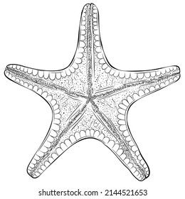 Starfish bottom view. Vector hand drawn line art illustration isolated on white. Element for design seafood shop or menu, decor, label. Suitable for coloring book page. Sketch close up illustration