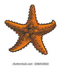 starfish color sketch engraving vector illustration. T-shirt apparel print design. Scratch board imitation. Black and white hand drawn image.