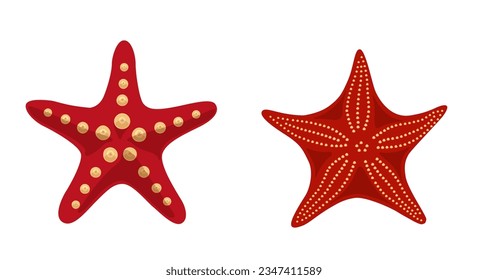 Starfish coral color sea stars vector illustration. Caribbean underwater animals. Starfishes  echinoderms invertebrate wildlife creature. Aquatic animal.