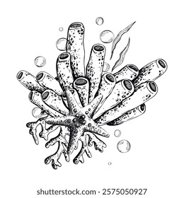 Starfish, coral, sea sponge, algae and bubbles. Hand drawn graphic illustration in black and white color line art. Sublimation arrangement on marine theme