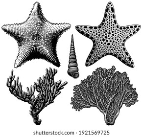 Starfish and corals. Design set. Art detailed editable illustration. Vector vintage engraving. Isolated on white background. 8 EPS