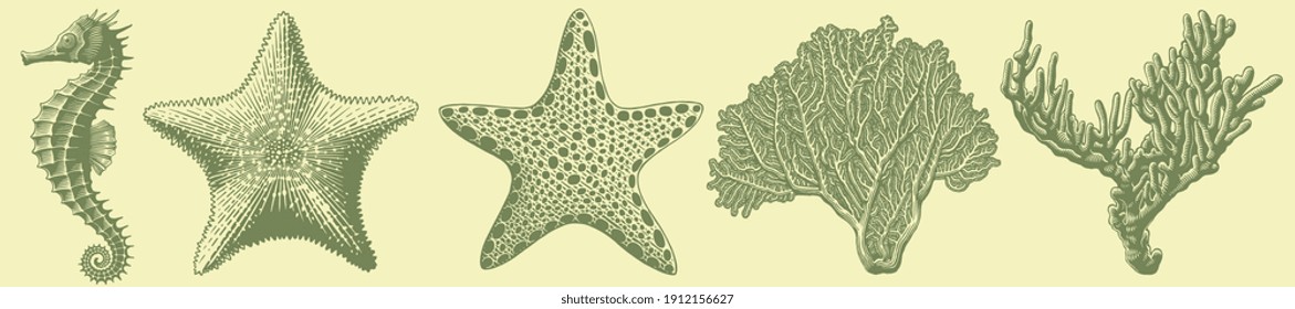 Starfish and corals . Design set. Hand drawn engraving. Vector vintage illustration. 8 EPS