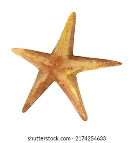 Starfish element vector imitation watercolor