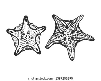 Starfish fish animal sketch engraving vector illustration. Scratch board style imitation. Black and white hand drawn image.