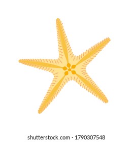 Starfish flat illustration isolated on white background. Cartoon underwater creature.