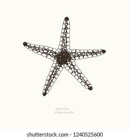 Starfish Fromia monilis, hand drawn vector illustration.
