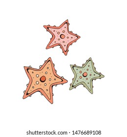 Starfish green, pink and coral. Vector object on white background. Retro style. Vintage. In isolation. Hand drawing.