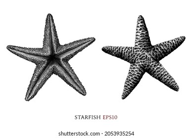 La mano de Starfish dibujar estilo de grabado vintage cliparte blanco y negro aislado en fondo blanco