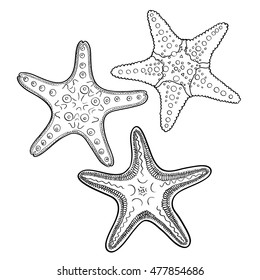 Starfish. Hand Drawn Starfish  In Black Outline On Off-white Background. Collection Of Starfish Hand Drawn