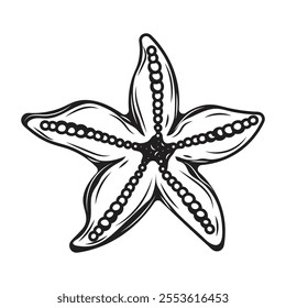 Starfish Hand Drawn Illustration - 04