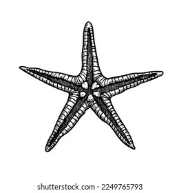 Starfish hand drawn sketch. Marine star in doodle style. . Best for summer, beach posters, decoration and prints. Vector illustration isolated on white background.