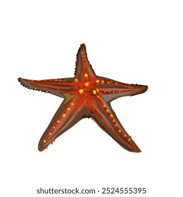 starfish icon illustration without background
