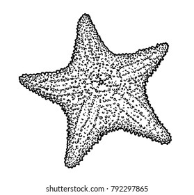 Starfish illustration, drawing, engraving, ink, line art, vector