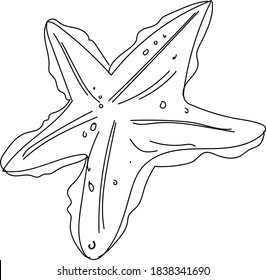 Starfish illustration line art vector black and white clip art