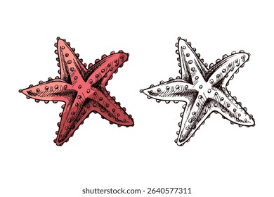 Starfish illustration in vintage style with coral red coloring and detailed monochrome version. Isolated marine animal for ocean-themed projects and nautical designs.