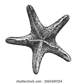 Starfish The Inner Side, A Monochrome Picture In The Style Of The Sketch