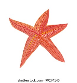 starfish isolated on white