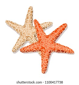 
Starfish isolated on white background. Vector illustration.