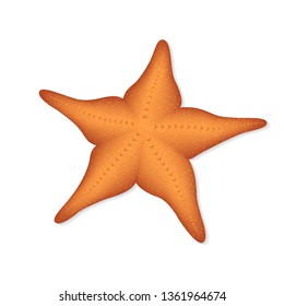 Starfish isolated on white background, vector illustration