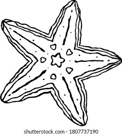 A starfish isolated vector illustration