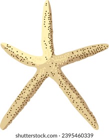 Starfish isolated. Vector illustration. Ocean resident starfish.