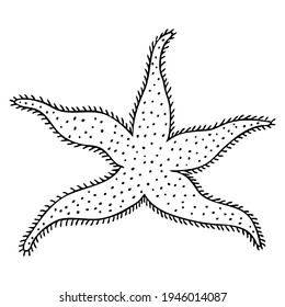 starfish line vector illustration,
isolated on white background.top view