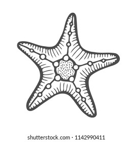 Starfish nature ocean aquatic underwater vector. Hand drawn marine engraving star fish illustration on white background