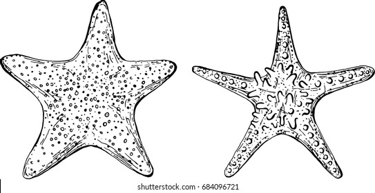 Starfish nature ocean aquatic underwater. Vector illustration on white background. Perfect for invitations, greeting cards, postcard, prints.
