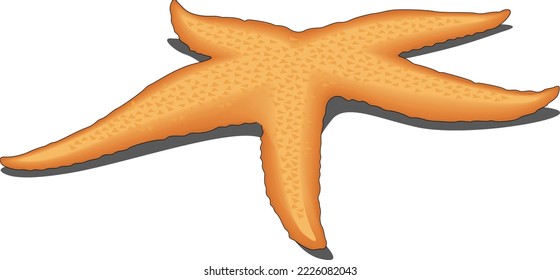 Starfish on Bottom Vector Illustration