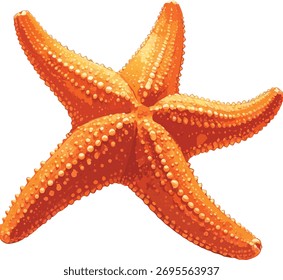 a starfish on a white background