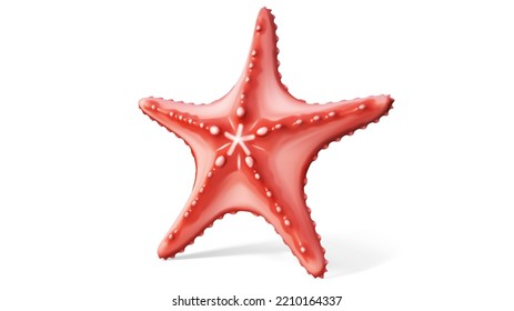 Starfish on a white background. Vector illustration