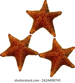 starfish orange in the sea