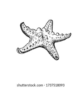 Starfish, outline drawing. Vector illustration isolated on a white background. Art line. Free hand drawing