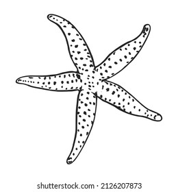 Starfish outline hand-drawn sketch. Marine star doodle. Ink outline of starfish. Monochrome outlines isolated on white background. Wildlife sketch for posters, decoration and print.