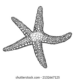 Starfish outline hand-drawn sketch. Marine star doodle. Ink outline of starfish. Monochrome outlines isolated on white background. Wildlife sketch for posters, decoration and print.