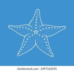 Starfish outline. Isolated starfish on white background