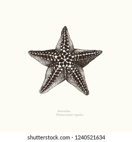 Starfish Pentaceraster regulus, hand drawn vector illustration.