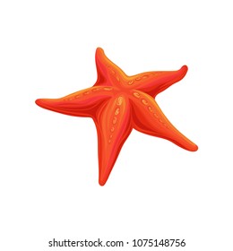 Starfish sea creature vector Illustration on a white background