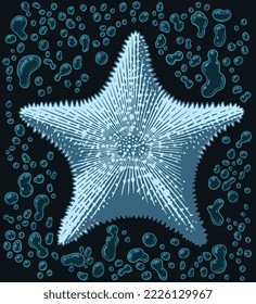 Starfish in the sea. Editable hand drawn illustration. Vector vintage engraving. 8 EPS