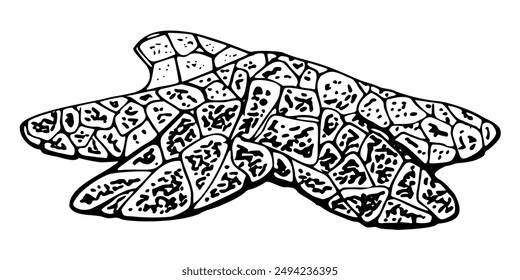 Starfish sea star fish Marine life, ocean underwater creature animal, Ink and pen sketch hand drawn. Single object illustration, stylized, isolated on white. Zoo shop, aquarium, cosmetics, resort