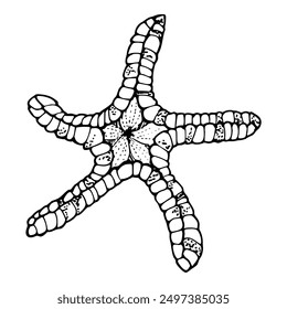 Starfish sea star fish Marine life, ocean underwater creature animal, Ink and pen sketch hand drawn. Single object illustration, stylized, isolated on white. Zoo shop, aquarium, cosmetics, resort