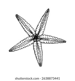 A starfish. Sea star with five elongated arms and a dotted texture. Hand drawn vector illustration painted by black ink. Sketch in line art style. Isolated on white. For cards packages labels