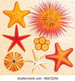 Starfish and  sea urchins collection on sand background. Vector illustration.