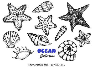Starfish, seashells . Set of black and white stock illustrations. Hand drawing. Sketch. Isolated over white background. Design of marine products, labels. Marine and ocean theme.