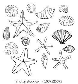 Starfish and seashells. Vector sketch  illustration.