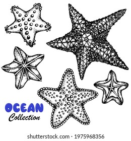 Starfish set. Underwater life. Black white sketch. Vector stock illustration. Hand drawn. Isolated on white background. Marine products design. Labels. Textiles.