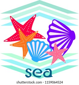 starfish shell sea vector background
