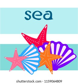 starfish shell sea vector background